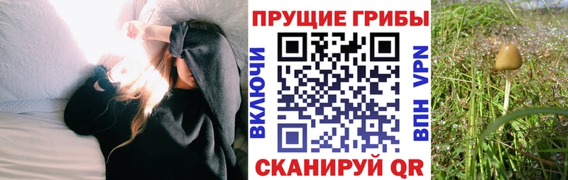 Псилоцибиновые грибы прущие грибы  купить наркоту  Ковдор 